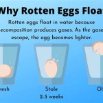 Do Eggs Float Or Sink When Fresh