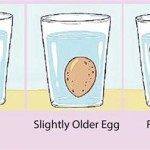 Should Fresh Eggs Sink Or Float