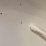 Tiny Bugs In The Sink